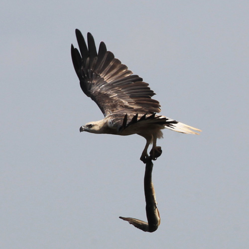 White-bellied Sea-Eagle